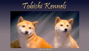 Tobishi Kennels - soon online